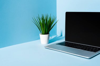 Mavi arka planda yeşil bitkisi olan modern laptop