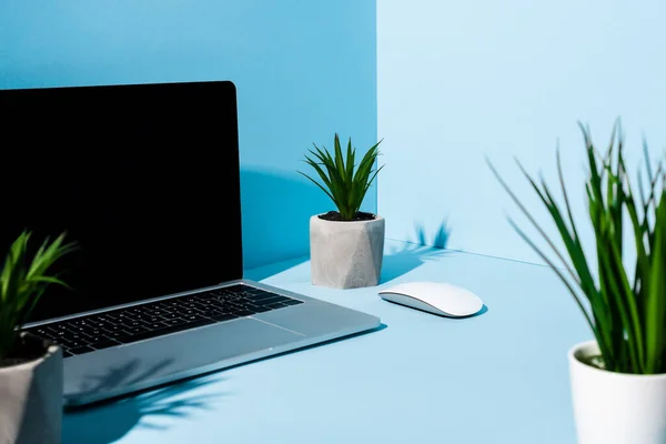 Selective Focus Modern Laptop Computer Mouse Green Plants Blue Background — Stock Photo, Image