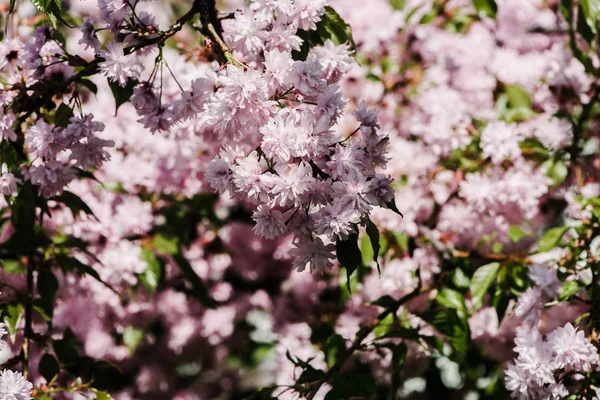 Sakura — Stock Photo
