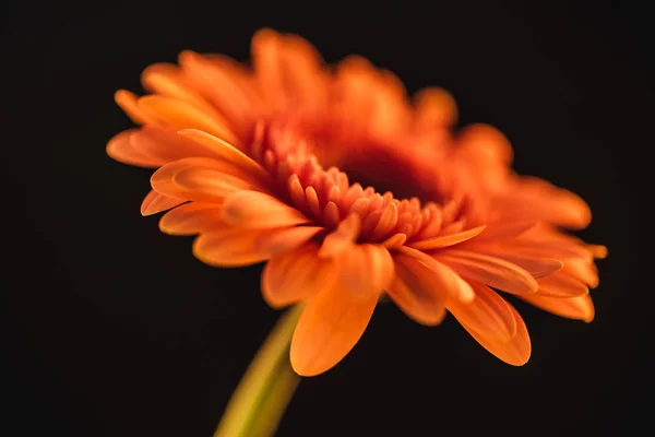 Fuoco selettivo di fiore di gerbera arancione, isolato sul nero — Foto stock