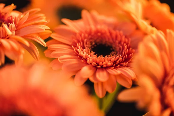 Close up of orange blooming gerbers, isolated on black — Stock Photo
