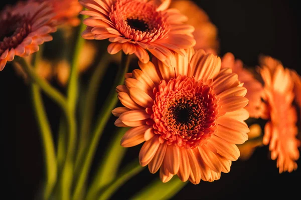 Strauß orangefarbener Gerbera-Blüten, isoliert auf schwarz — Stockfoto