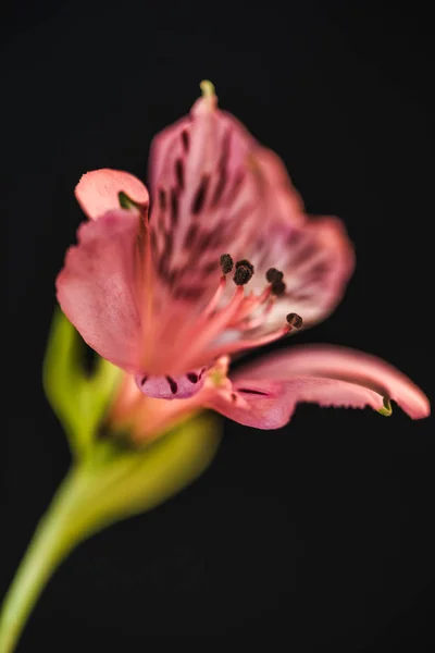 Primo piano di bel fiore rosa alstroemeria, isolato su nero — Foto stock