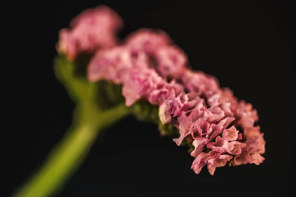 Gros plan de fleur rose statice (limonium), isolé sur noir — Photo de stock