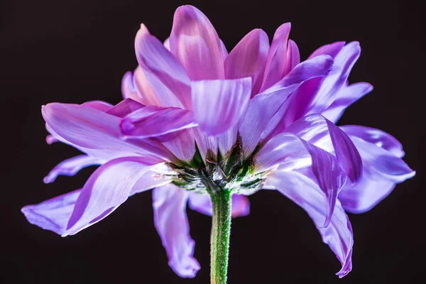 Gros plan de fleur aux pétales violets, isolé sur noir — Photo de stock