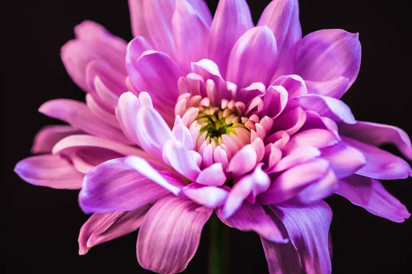 Nahaufnahme einer rosa Gänseblümchenblümchen-Blume, isoliert auf schwarz — Stockfoto