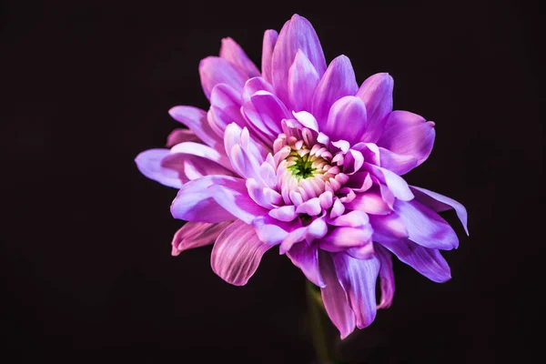 Vue du dessus de la fleur de marguerite avec des pétales roses, isolé sur noir — Photo de stock