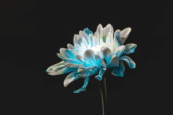 Studio shot of pure blue and white daisy flower, isolated on black — стоковое фото