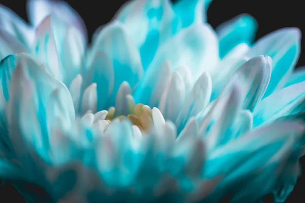 Primo piano di fiore margherita azzurro e bianco, su nero — Foto stock