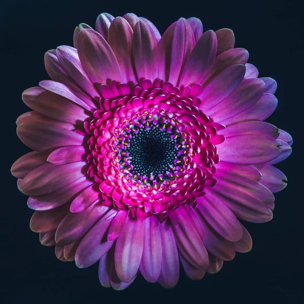 Top view of violet gerbera flower, isolated on black — Stock Photo