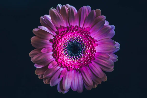 Vista superior da flor de gerbera com pétalas roxas, isolado em preto — Fotografia de Stock