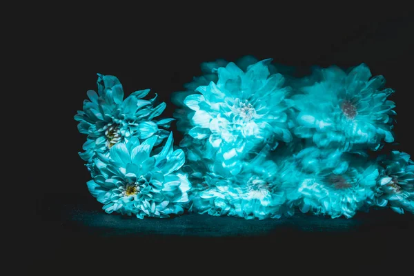 Blurred blue daisy flowers on black background — Stock Photo