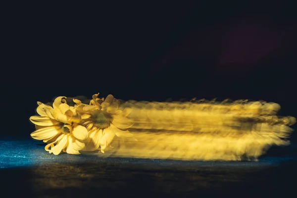 Studio shot of blurred yellow daisies, on black — Stock Photo