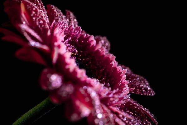 Perto de flor de gerbera rosa fresca com baixas em pétalas, isoladas em preto — Fotografia de Stock