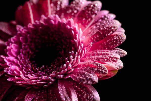 Close up of gerbera flower with drops on pink petals, isolated on black — Stock Photo