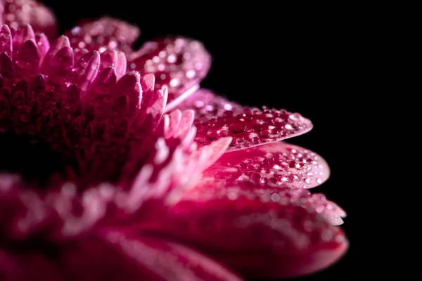 Gros plan de fleur de gerbera humide aux pétales roses, isolé sur fond noir — Photo de stock