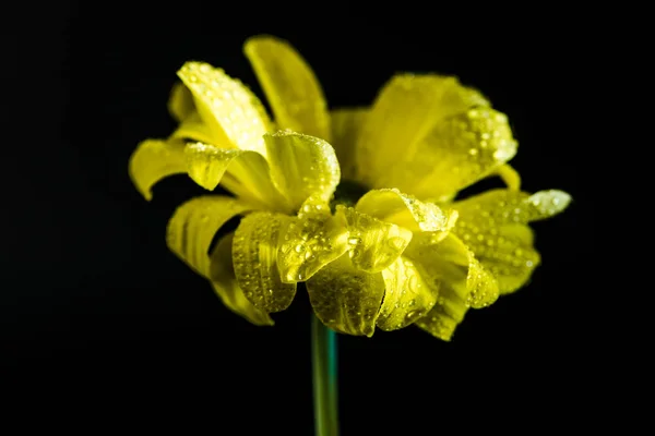 One beautiful flower with drops on yellow petals, isolated on black — Stock Photo