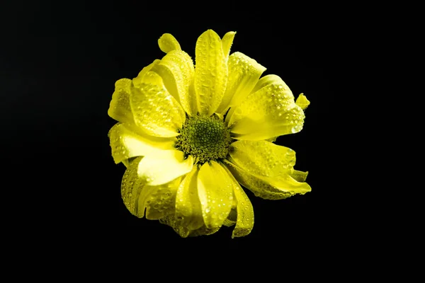 Top view of yellow daisy with drops on petals, isolated on black — Stock Photo