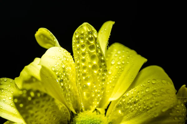 Primer plano de flor de margarita amarilla con gotas sobre pétalos, aislado sobre negro - foto de stock