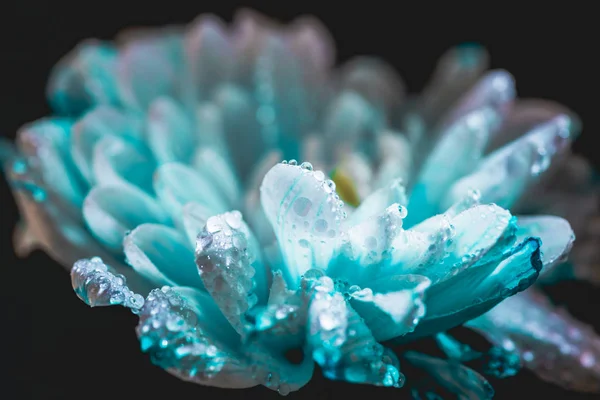 Selektiver Fokus blauer Gänseblümchenblümchen mit Tropfen auf Blütenblättern, isoliert auf Schwarz — Stockfoto