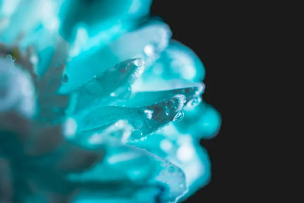 Close up of blue flower with drops on petals, isolated on black — Stock Photo