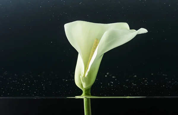 Vista de cerca de hermosa flor de lirio de cala blanca tierna en agua en negro - foto de stock