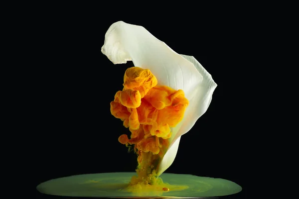 Vue rapprochée de la belle fleur blanche de lys calla et de l'encre orange sur noir — Photo de stock
