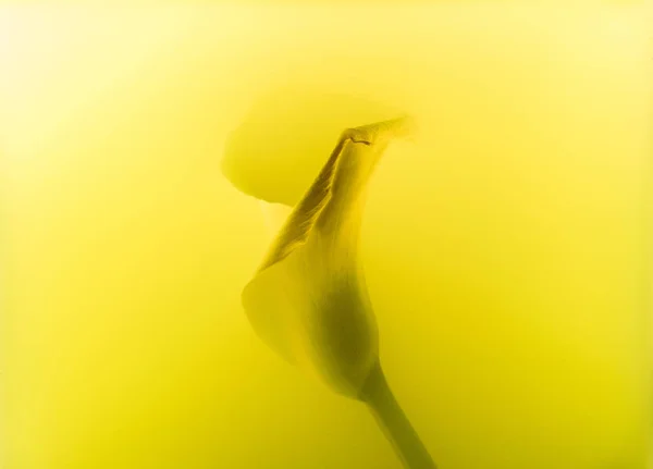 Vue rapprochée de la belle fleur de lys calla tendre en peinture jaune — Photo de stock