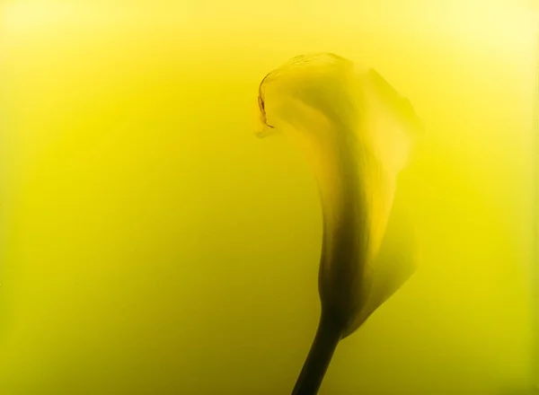 Vista de cerca de la hermosa flor de lirio de la cala en tinta amarilla - foto de stock