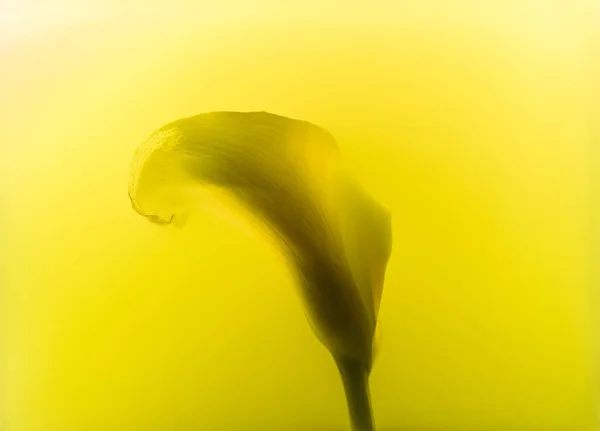 Close-up view of beautiful calla lily flower in yellow paint — Stock Photo