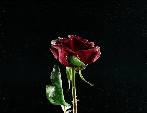 Vista de cerca de hermosa flor de rosa roja en flor negro - foto de stock