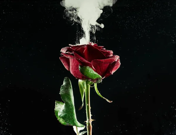 Nahaufnahme schöner roter Rosenblüten und weißer abstrakter Tinte auf Schwarz — Stockfoto
