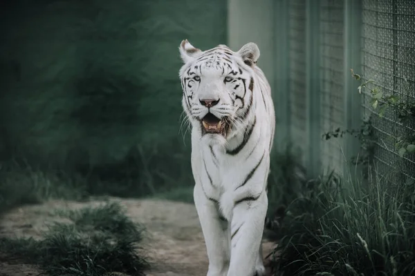 Close up view of beautiful white bengal tiger at zoo — Stock Photo