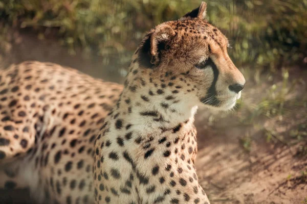 Vista de cerca del hermoso animal guepardo mirando hacia el zoológico - foto de stock