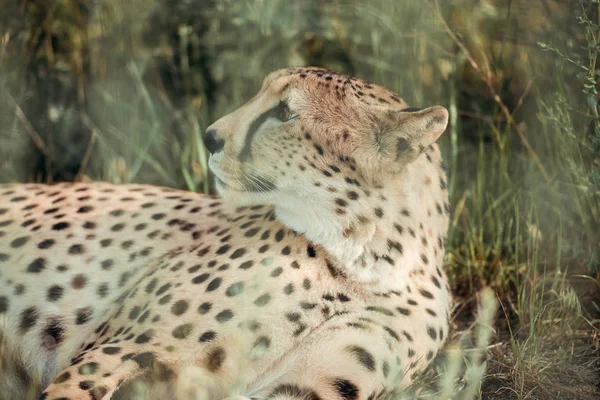 Vista de cerca de hermoso animal guepardo descansando sobre hierba verde en el zoológico - foto de stock