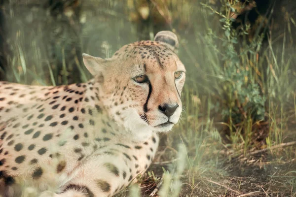 Vista de cerca de hermoso animal guepardo descansando sobre hierba verde en el zoológico - foto de stock