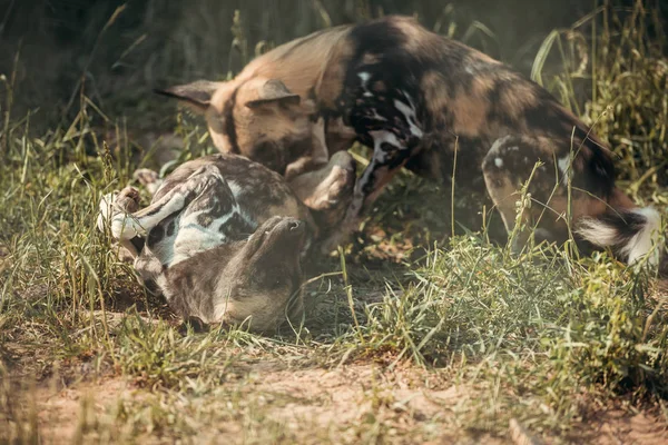 Vista da vicino delle iene che giocano insieme allo zoo — Foto stock