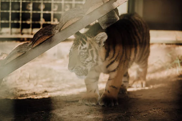 Vista de cerca del lindo cachorro de tigre en el zoológico - foto de stock