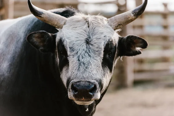 Vue rapprochée du taureau domestiqué au zoo — Photo de stock