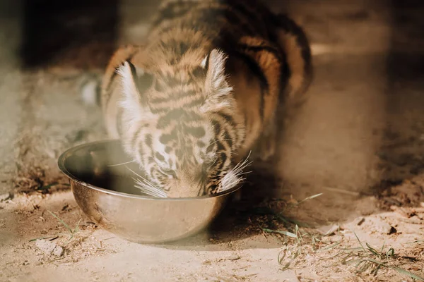 Vista da vicino di carino cucciolo di tigre mangiare pasto allo zoo — Foto stock