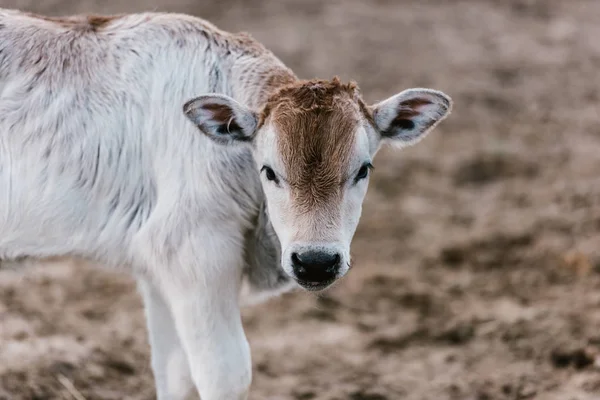 Крупным планом зрения милый маленький детеныш быка в зоопарке — стоковое фото