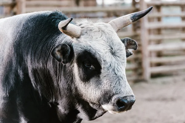 Vue rapprochée du taureau domestiqué au zoo — Photo de stock