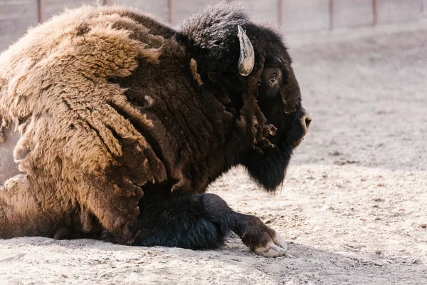 Close up view of wild wisent at zoo — Stock Photo