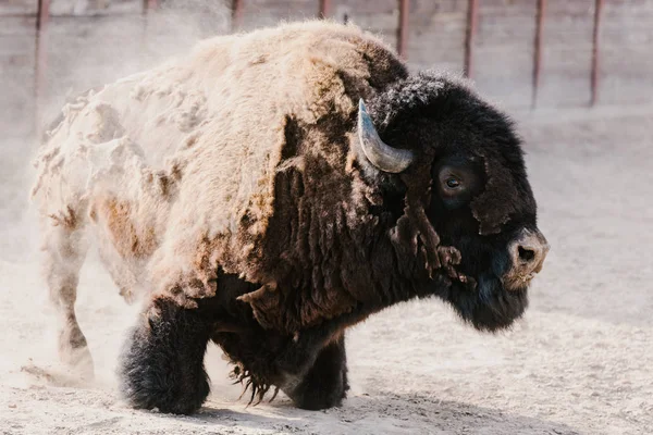 Vue rapprochée de la sagesse sauvage au zoo — Photo de stock