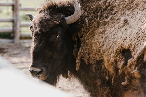 Vista de cerca del bisonte salvaje en el zoológico - foto de stock