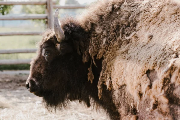 Vue rapprochée du bison sauvage au zoo — Photo de stock