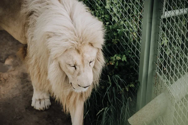 Vista de cerca del hermoso león blanco africano en el zoológico - foto de stock