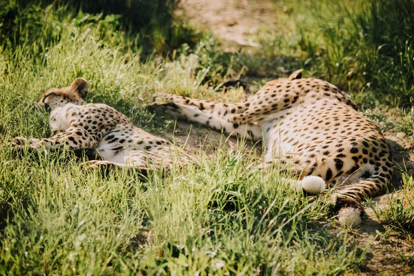 Close up view of beautiful cheetah animals resting on green grass at zoo — Stock Photo