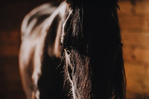 Selective focus of beautiful horse in standing stall at zoo — Stock Photo