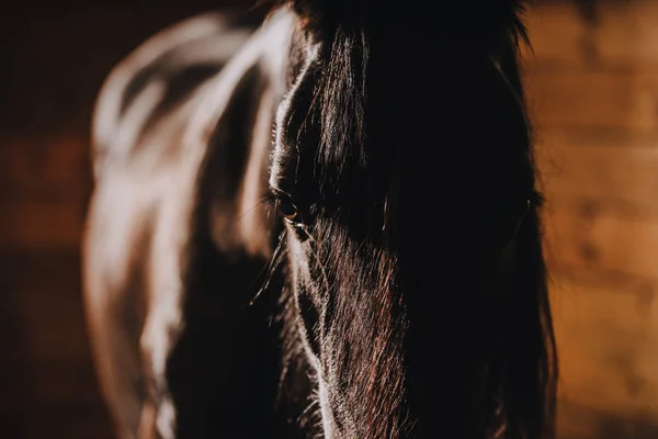 Enfoque selectivo de hermoso caballo en el puesto de pie en el zoológico - foto de stock